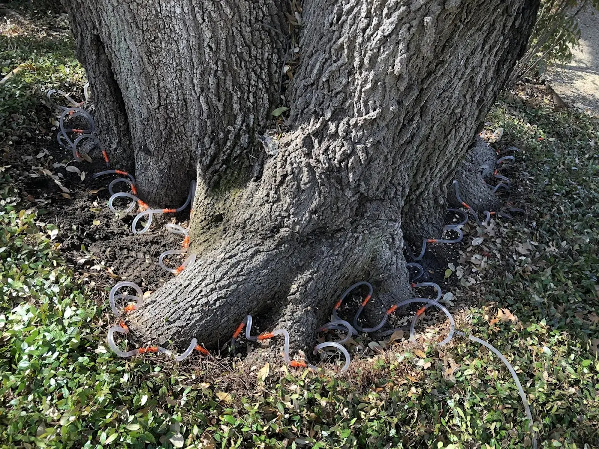 Detailed Shrub and Hedge Trimming job site in Hector