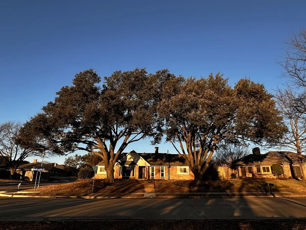 Established residential canopy tree shading a home in Hector